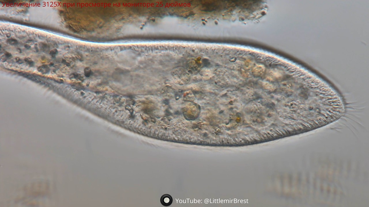 Туфелька Инфузория(Paramecium) под микроскопом(большое увеличение)