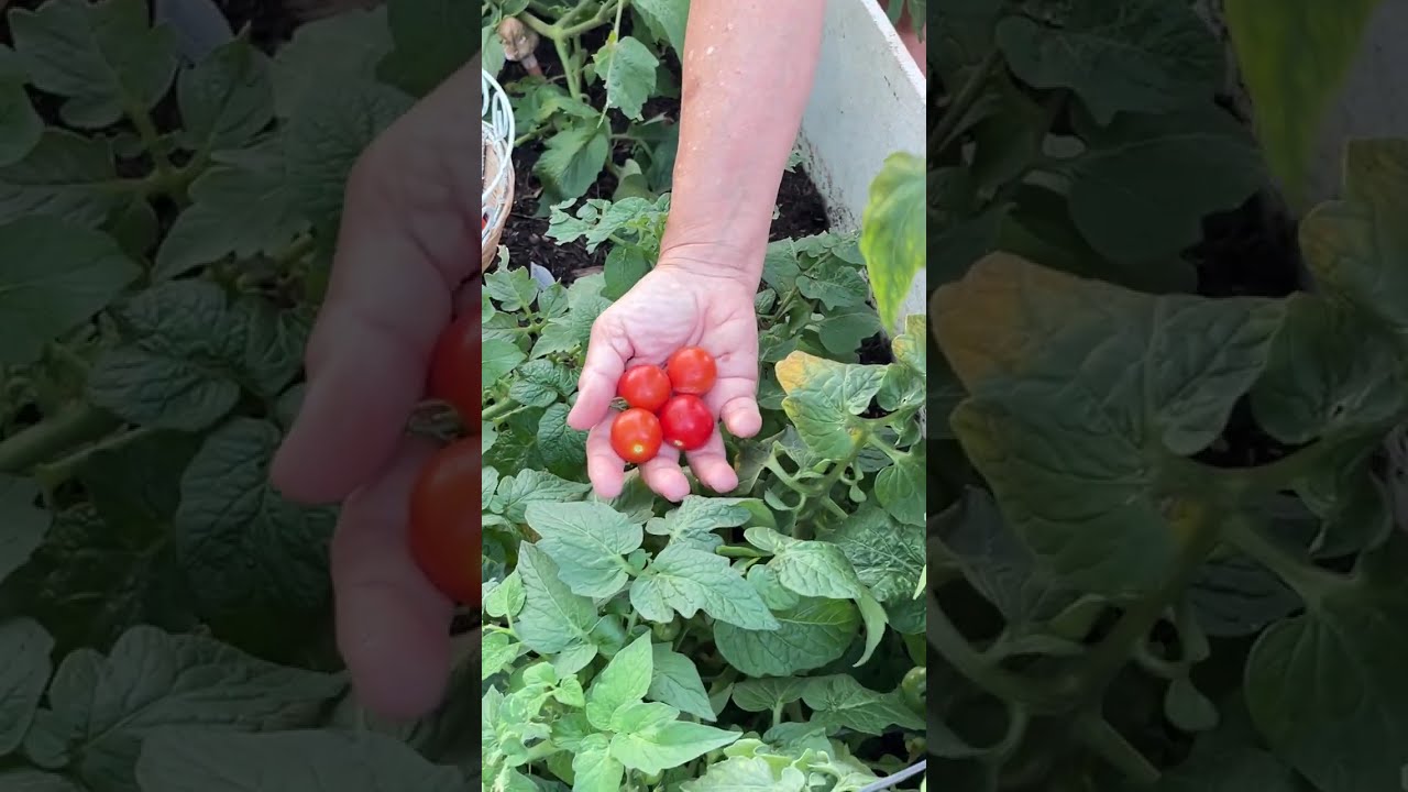 Greenhouse Garden.  Growing organic vegetables in California!