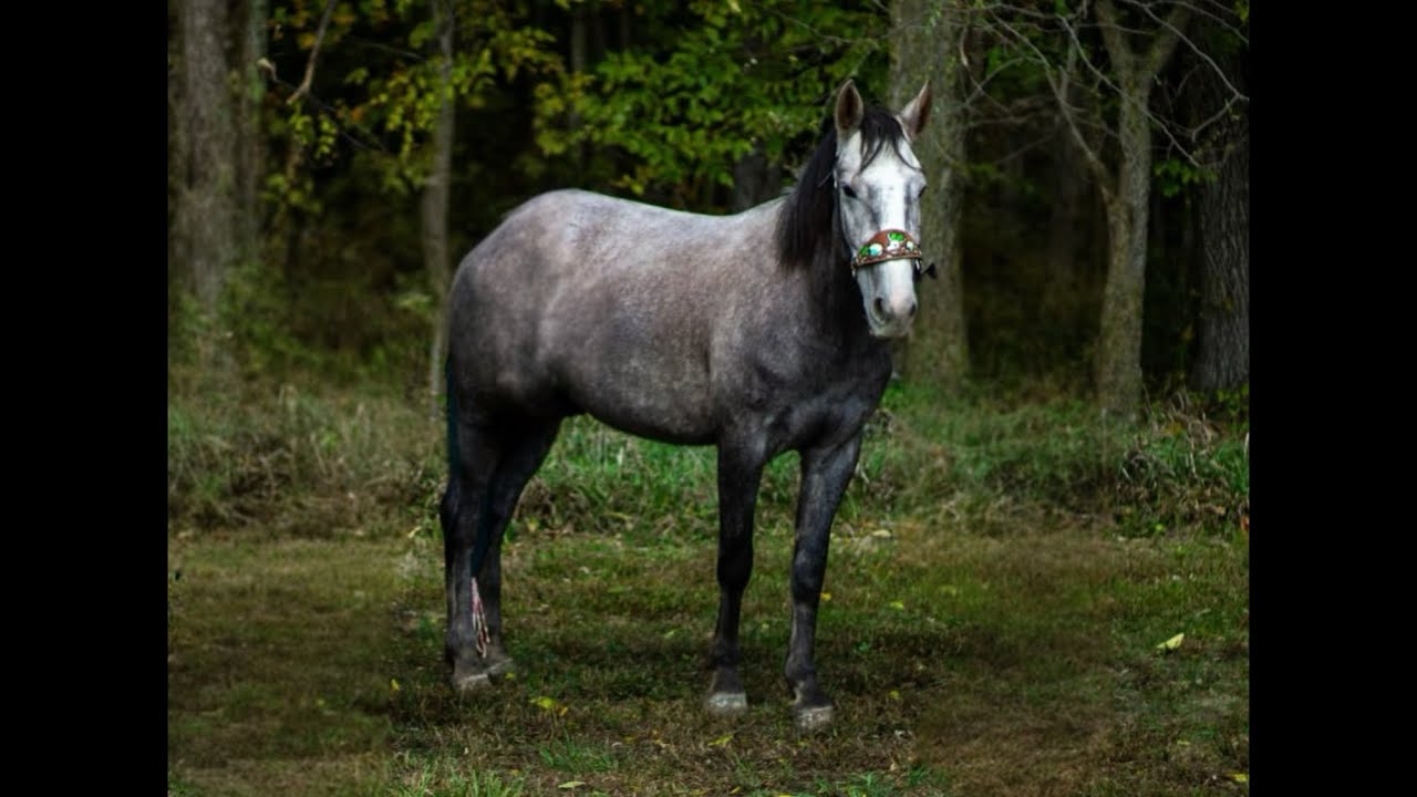 NEVADA SILVER RUSH - 2021 MUSTANG GELDING