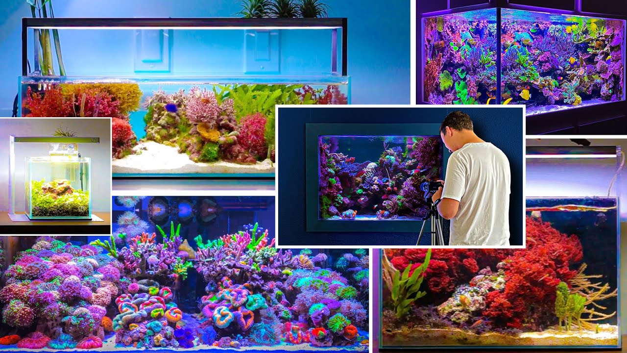 6 Unique Reef Tank Setup Ideas [Aquarium Relaxation]