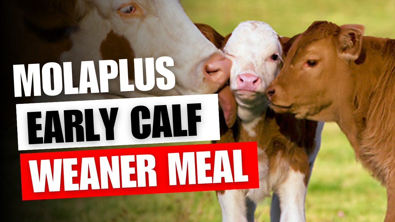 НЕРАСКРЫТЫЙ секрет MolaPlus EARLY CALF WEANER и как его использовать!