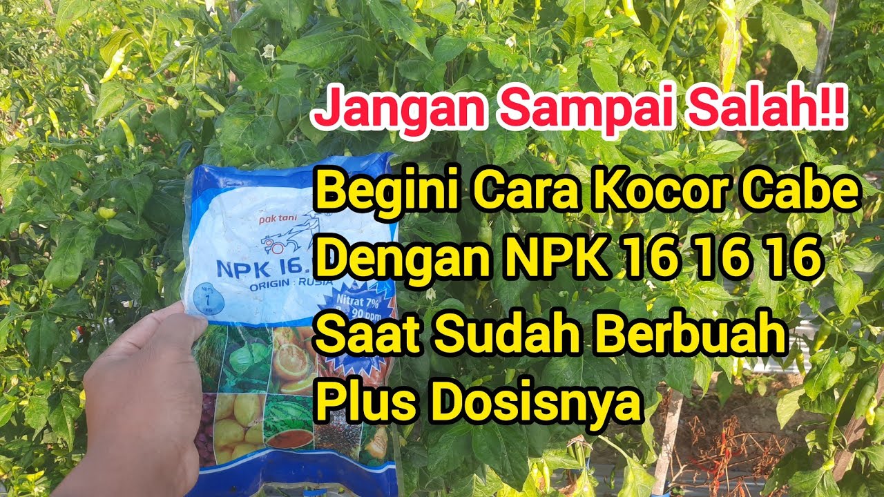 Dosis NPK 16 16 16  Untuk Kocor Cabe Yang Sudah Berbuah