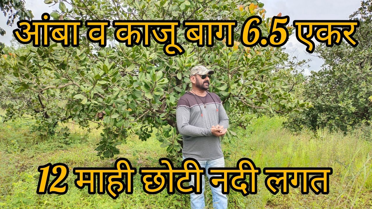 कोकणात 6.5 एकर - आंबा व काजू बाग - नदी लगत