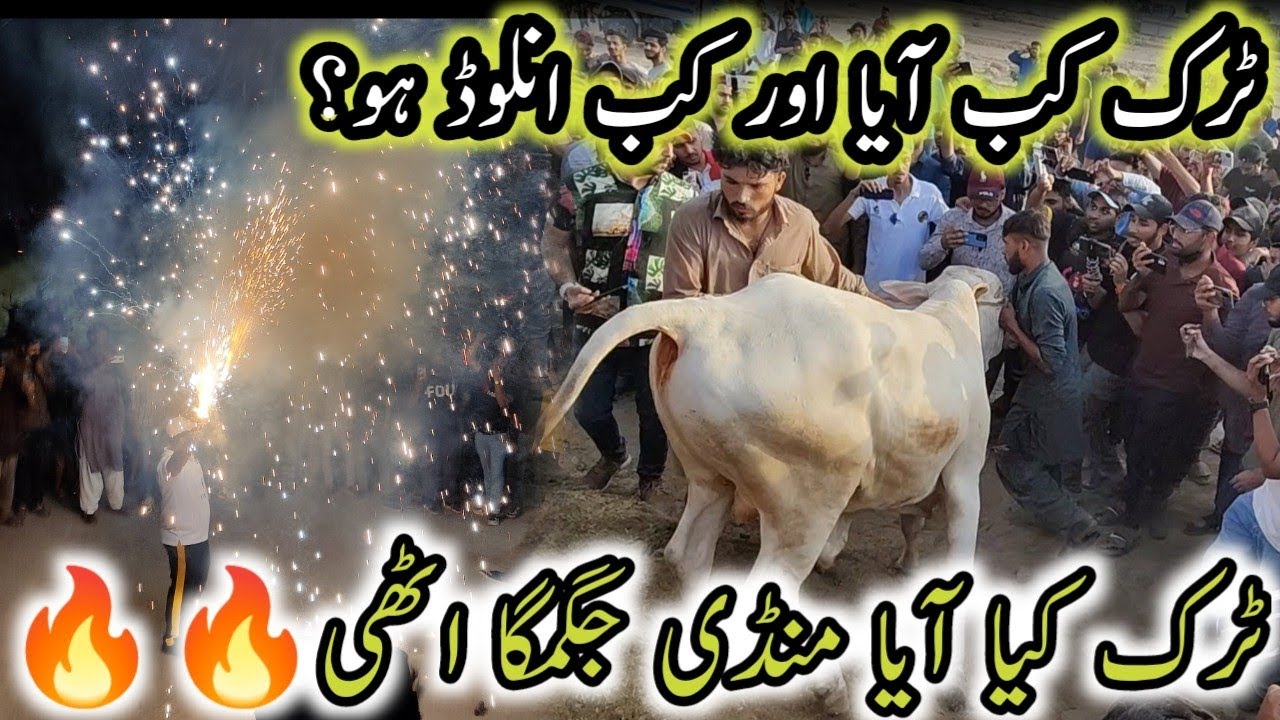 Northern Bypass Mandi Second Truck Unloading 16 May 2023 Update ||Finally Intizar 🐂🐂 ||B4BIRDS