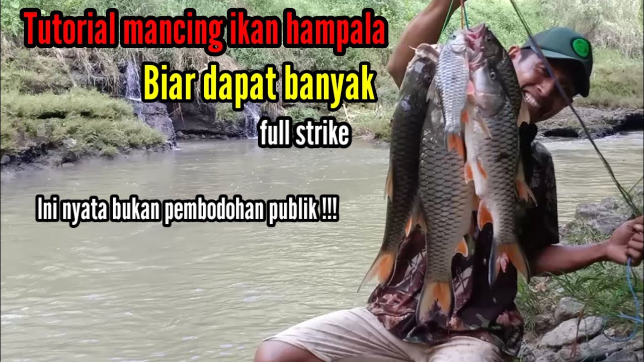📌 Tutorial mancing ikan hampala di alam liar 📢
