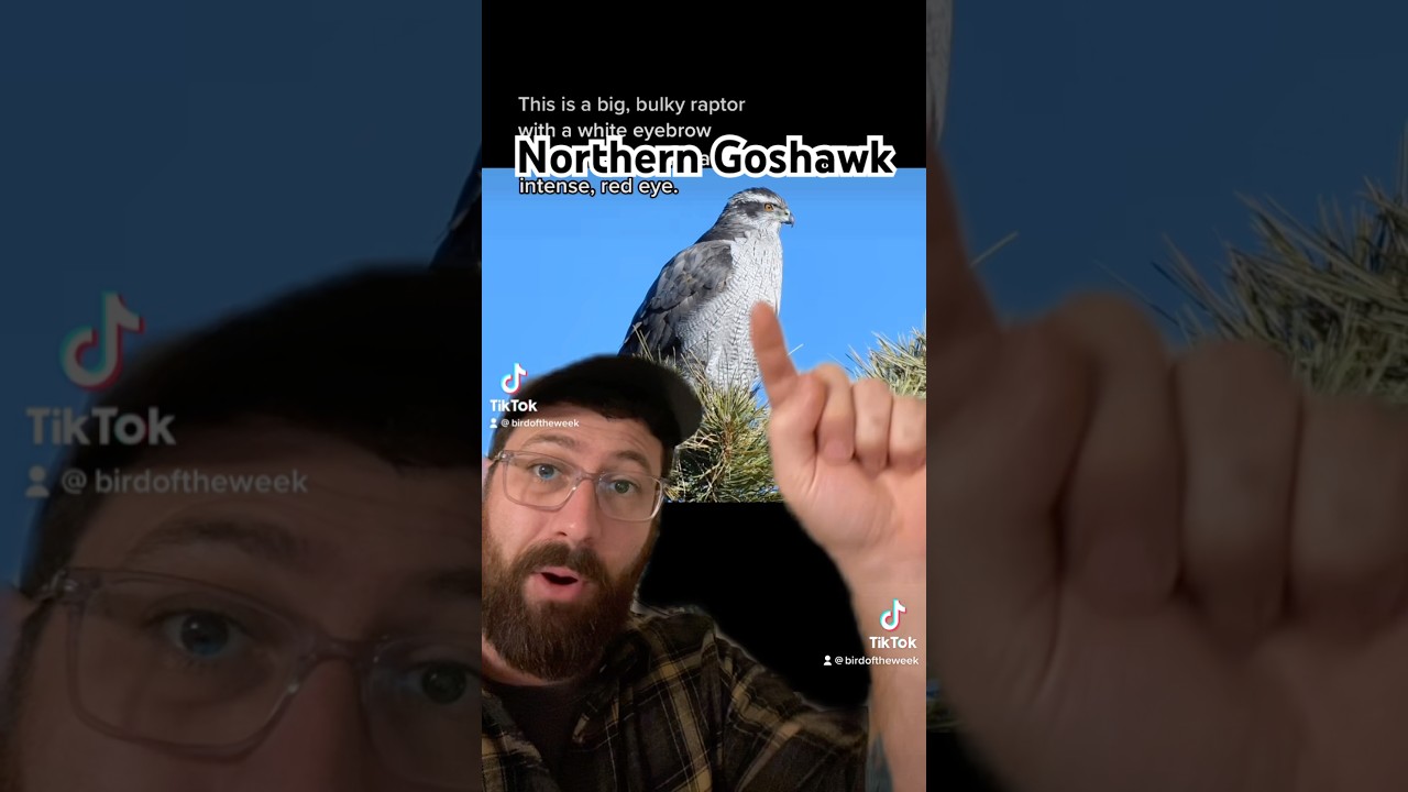 The Bird of the Week this week: Northern Goshawk