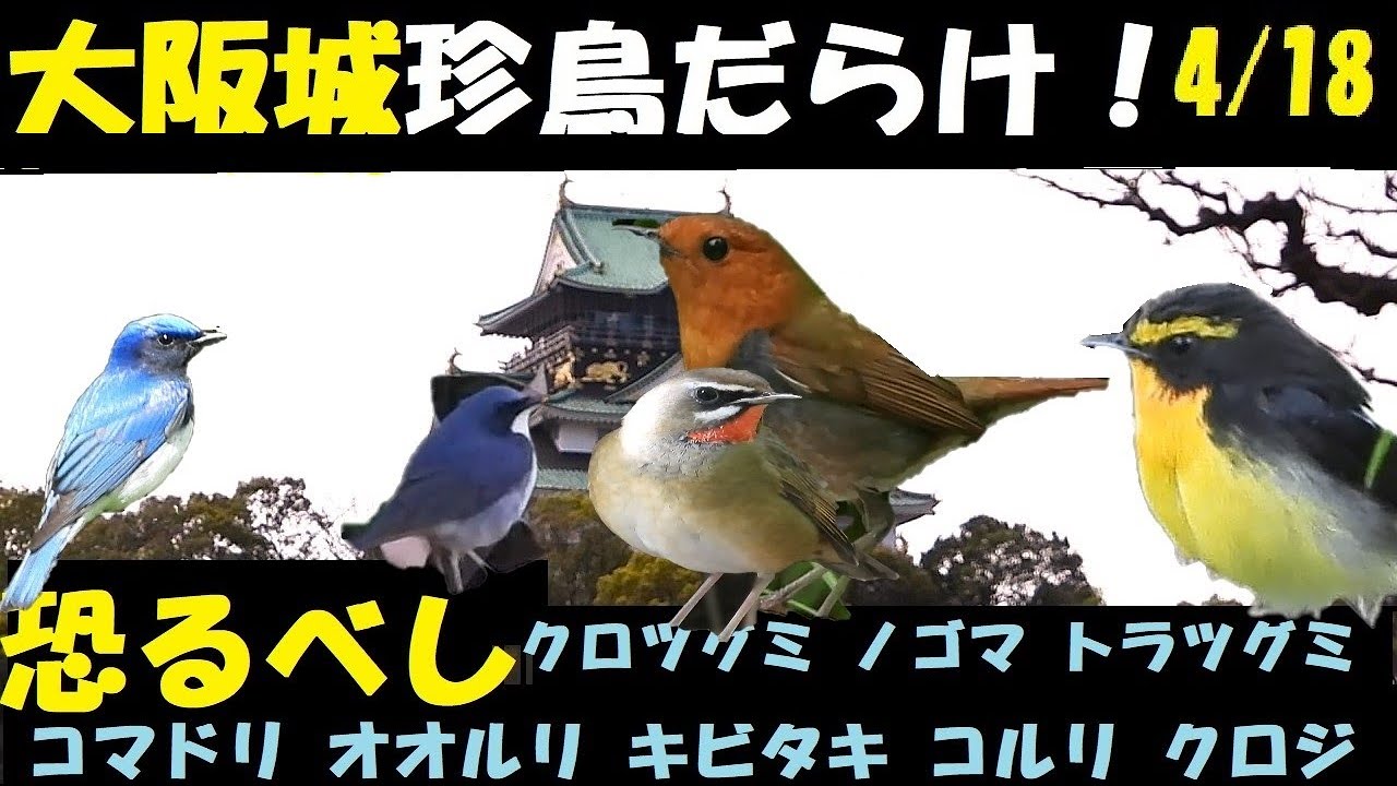 恐るべし！ほんまに度肝！！春の大阪城、珍鳥だらけ、コマドリ、コルリ、オオルリ、キビタキ、クロツグミ、ヤブサメ、アカハラ、クロジ、ノゴマ、アオジ・たった1日で見た！うっちー探検発見ほっとけん、 野鳥観察