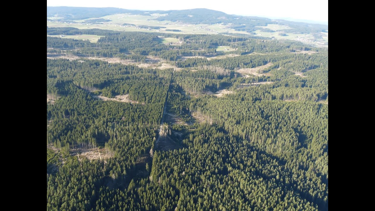 #20 FORST IM FOKUS: Einheitswert-Wertfortschreibung