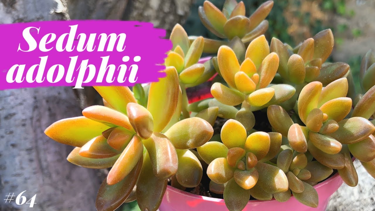 SEDUM ADOLPHII | Sedum Cobre 💛