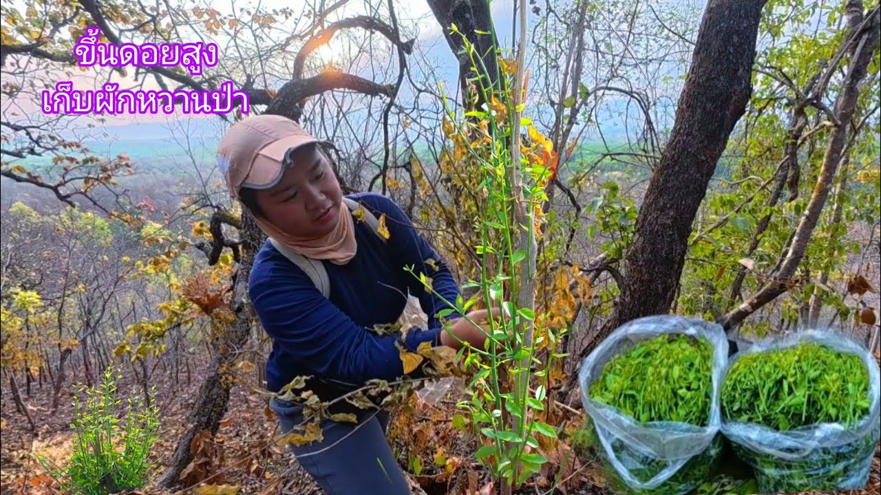 ขึ้นดอยสูงหาเก็บผักหวานป่า