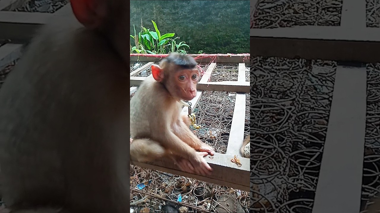 chika #monyet #monyetlucu #monkey #monkeys #beruk #berug #animals #catlover #duniahewan #shortvideo