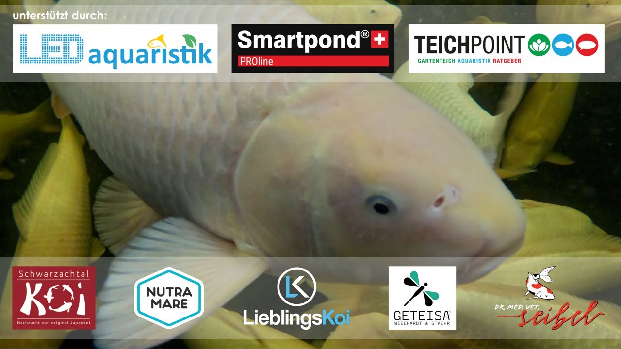 Schwarzachtal Koi! Karashi Nisai Selektion!