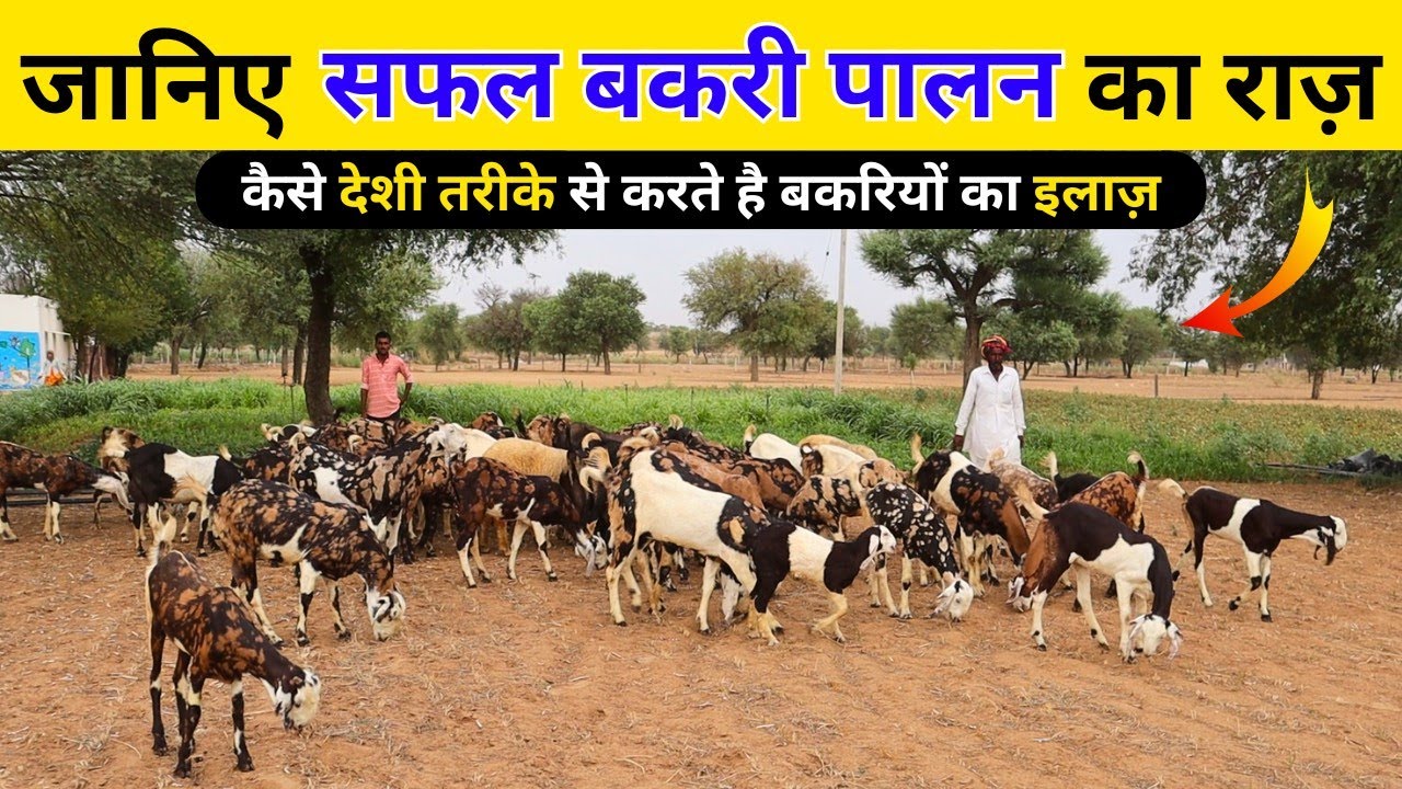 जानिए सफल बकरी पालन का राज़ |Successful goat farming tips | Harish Yadav