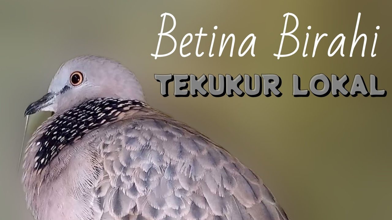 TEKUKUR BETINA BIRAHI LOKAL ll PANCINGAN TEKUKUR PALING AMPUH ll SUARA JERNIH
