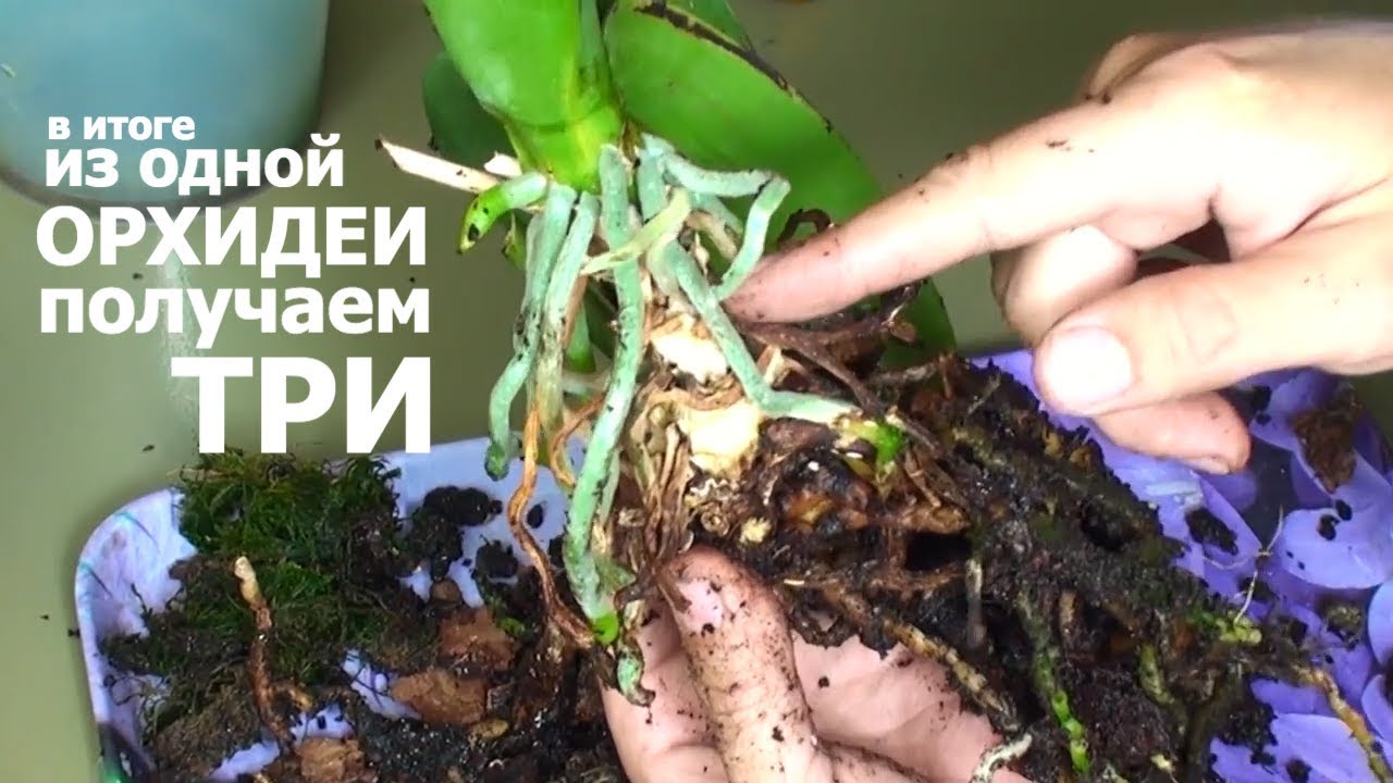 ОТЦВЕЛА ОРХИДЕЯ из 1 получаем 3 СУПЕР интересное РАЗДЕЛЕНИЕ ОРХИДЕИ и РАССАДКА детки с цветоноса