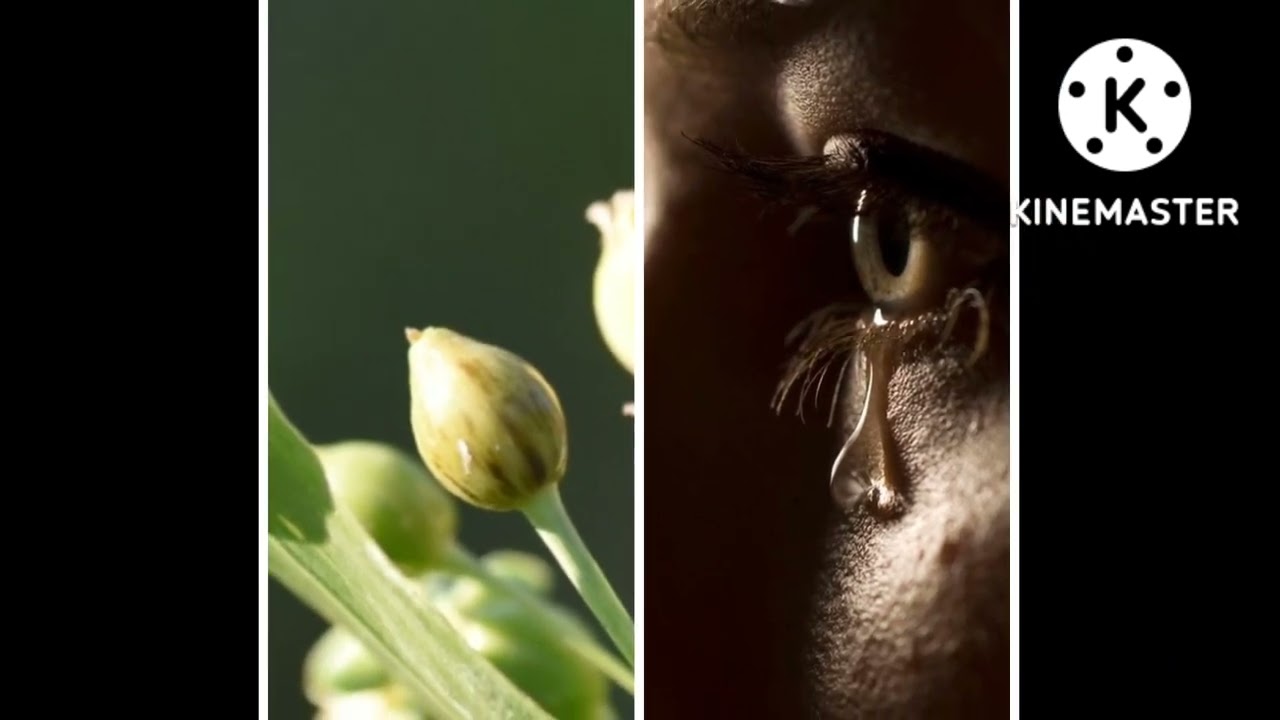 job's tear Rosary history