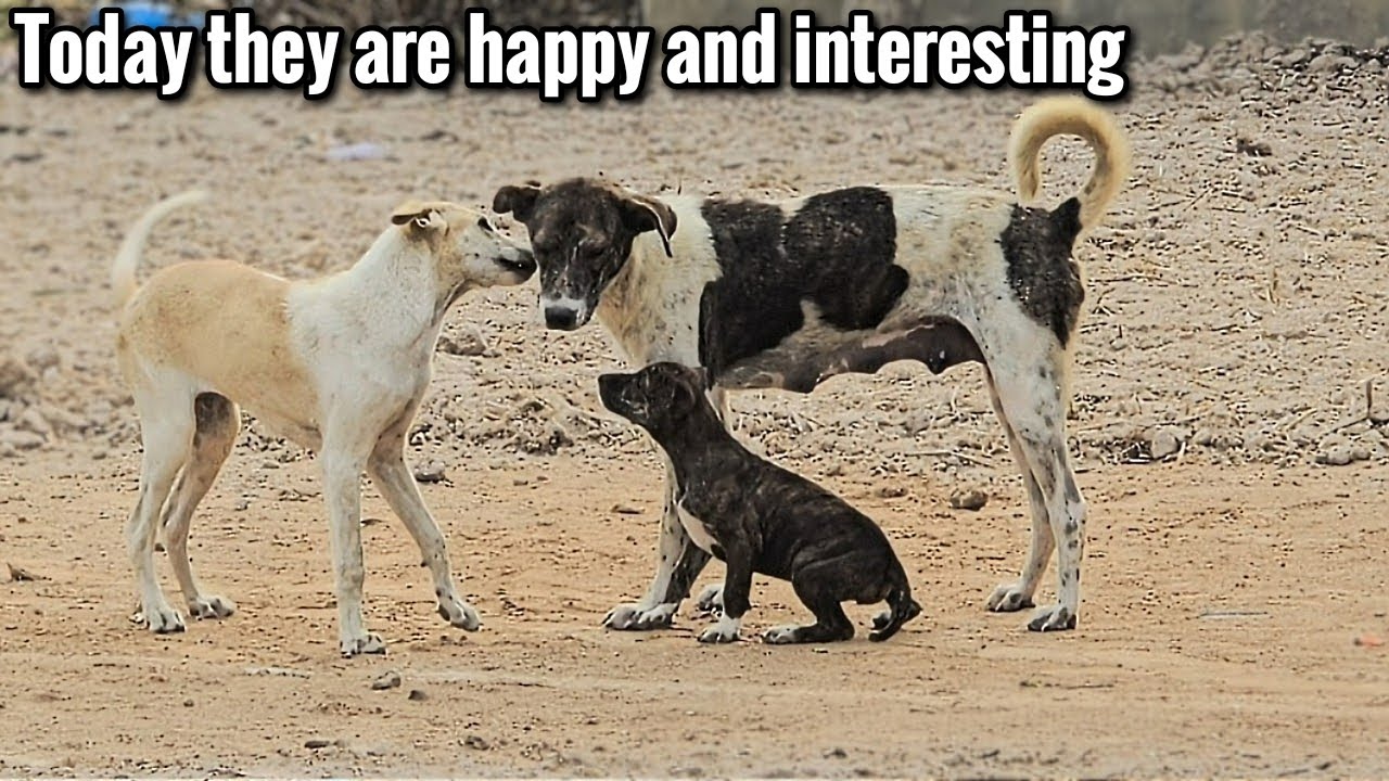 TODAY THEY ARE HAPPY AND INTERESTING #dogs #cutedogs