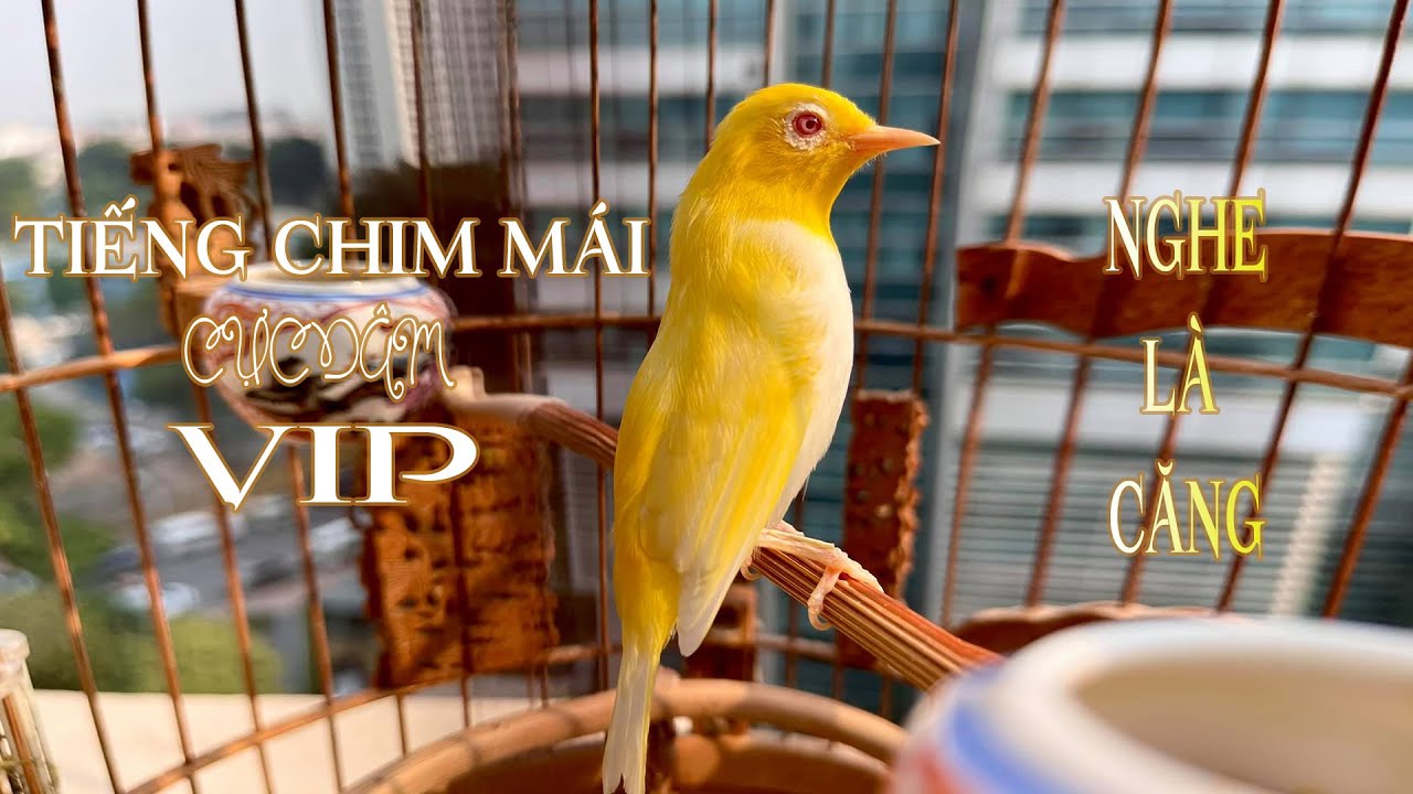 Khuyên mái kích thích chim trống hót líu điên cuồng || Chim nhanh căng || Chim Vành Khuyên