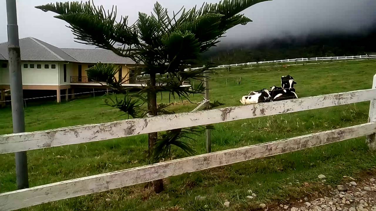 Desa Dairies Farm Kundasang-Cuti @Suzahomestay Kota Kinabalu