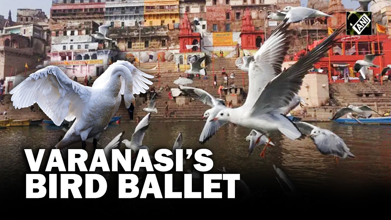 UP: Migratory Siberian birds arrive in Varanasi with the onset of winter