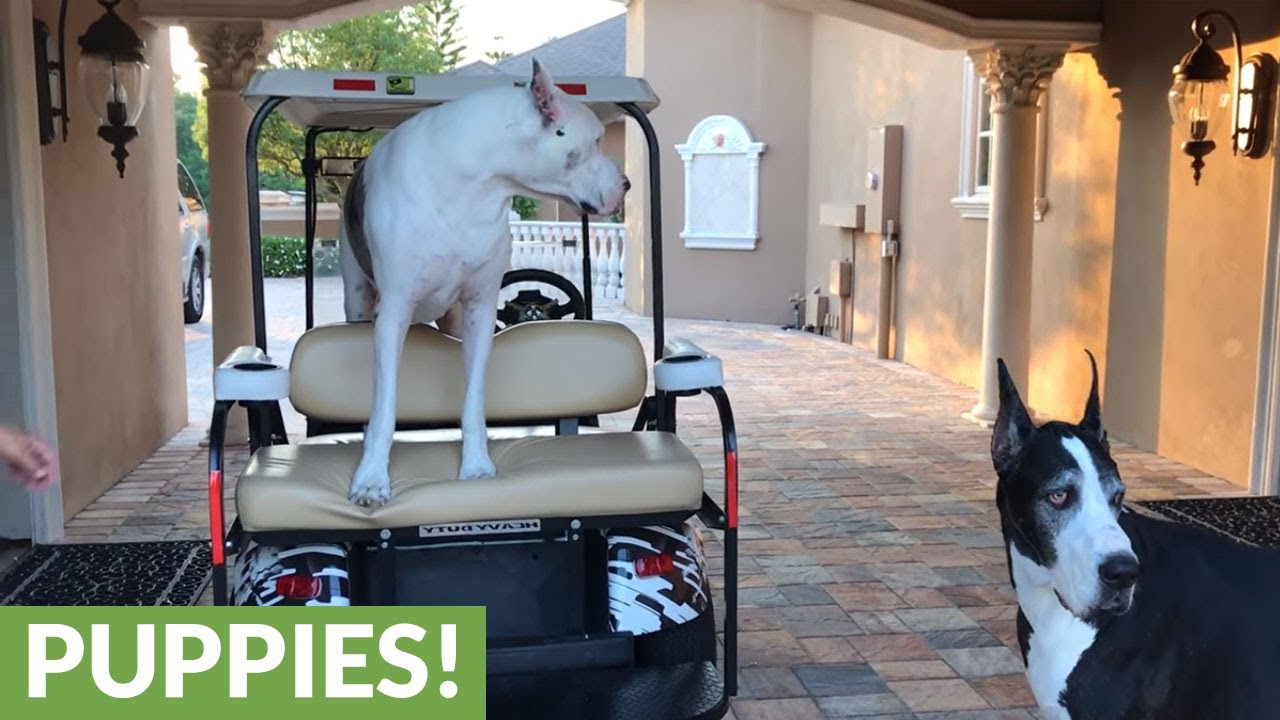 Stubborn Great Dane throws temper tantrum