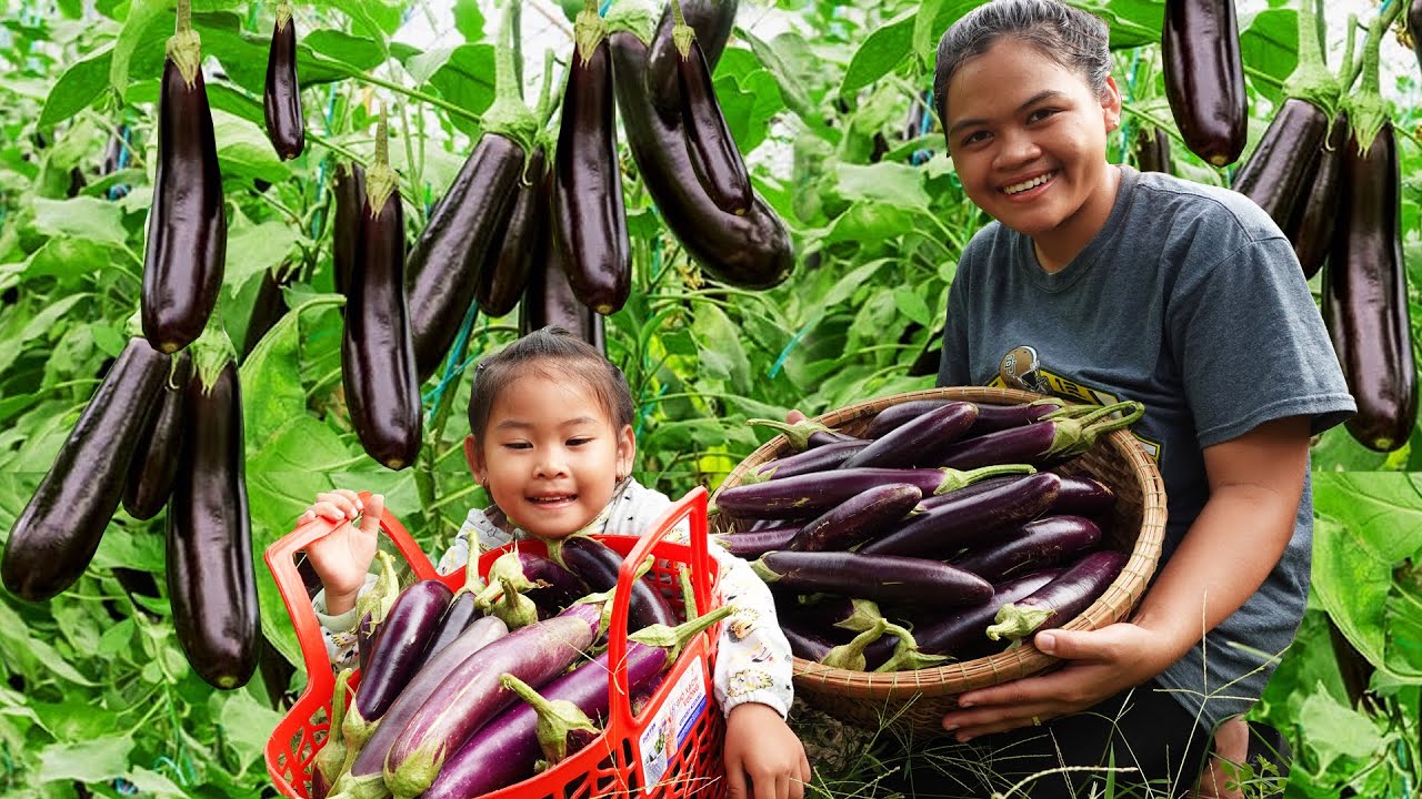 Harvest VIETNAM EGGPLANT & CHILI PEPPER sell on street and cook food from eggplant - NHUNG BUSHCRAFT
