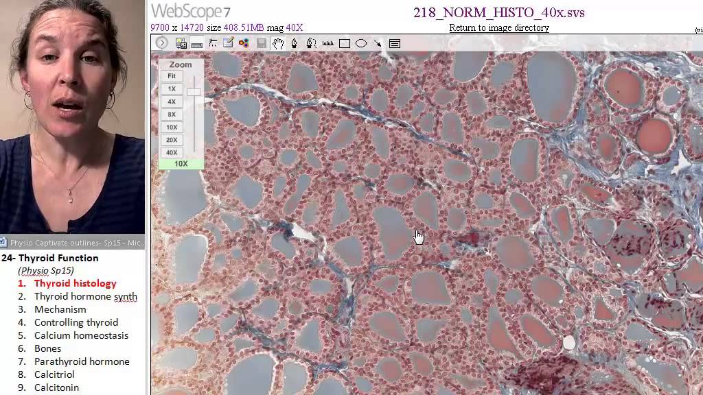 Thyroid 1- Anatomy and histology