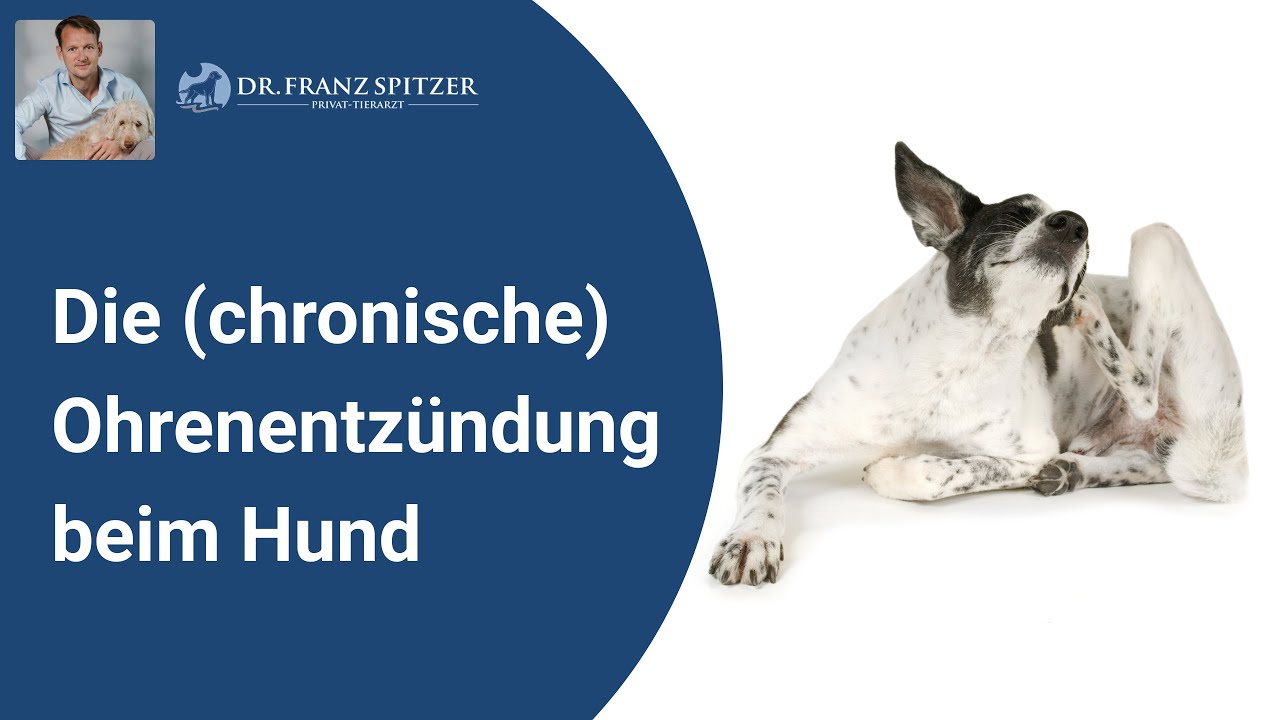 Die (chronische) Ohrenentzündung beim Hund ( = das Tor zum Tierarzt-Marathon ?!)