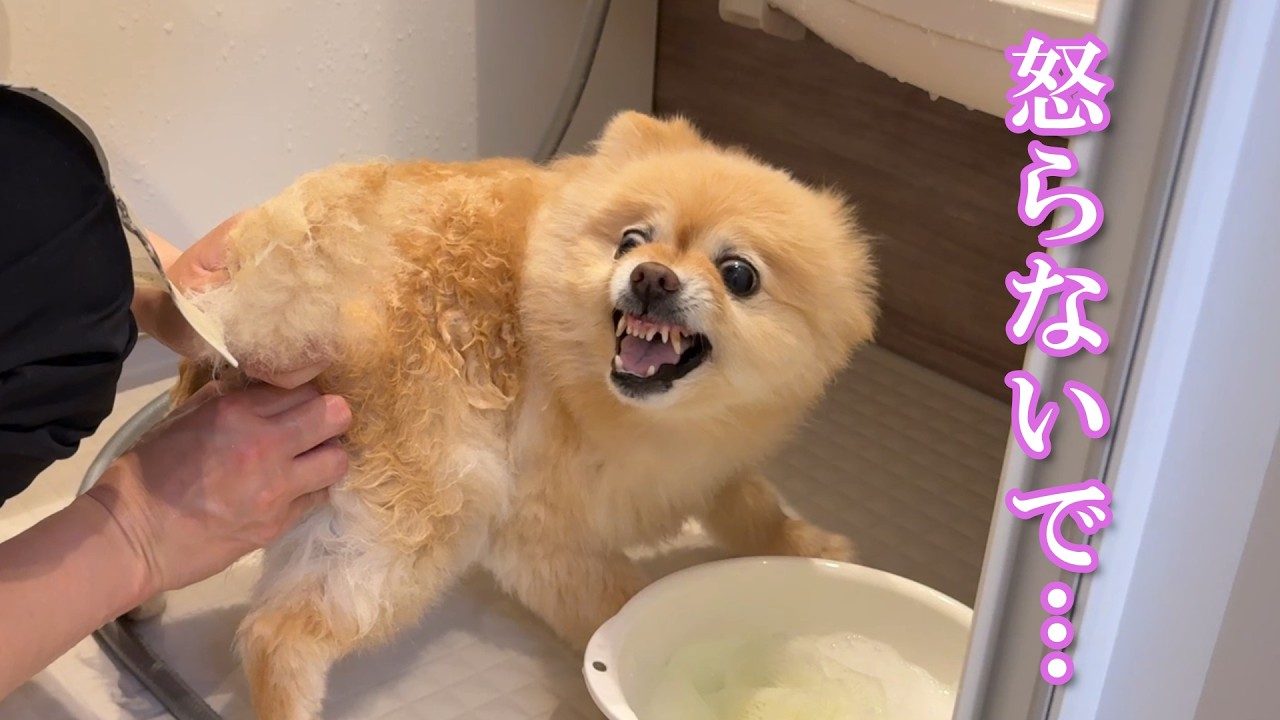 初めての出張トリミングで感情を爆発させるポメラニアン