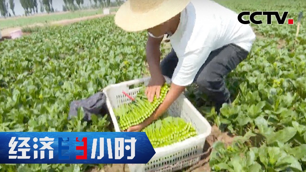 每年五千公里！候鸟菜农千里迢迢往返高原种菜带活一方经济 「经济半小时」20220720 | CCTV财经