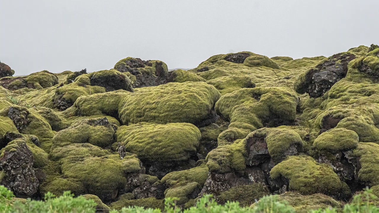 Iceland Moss fields