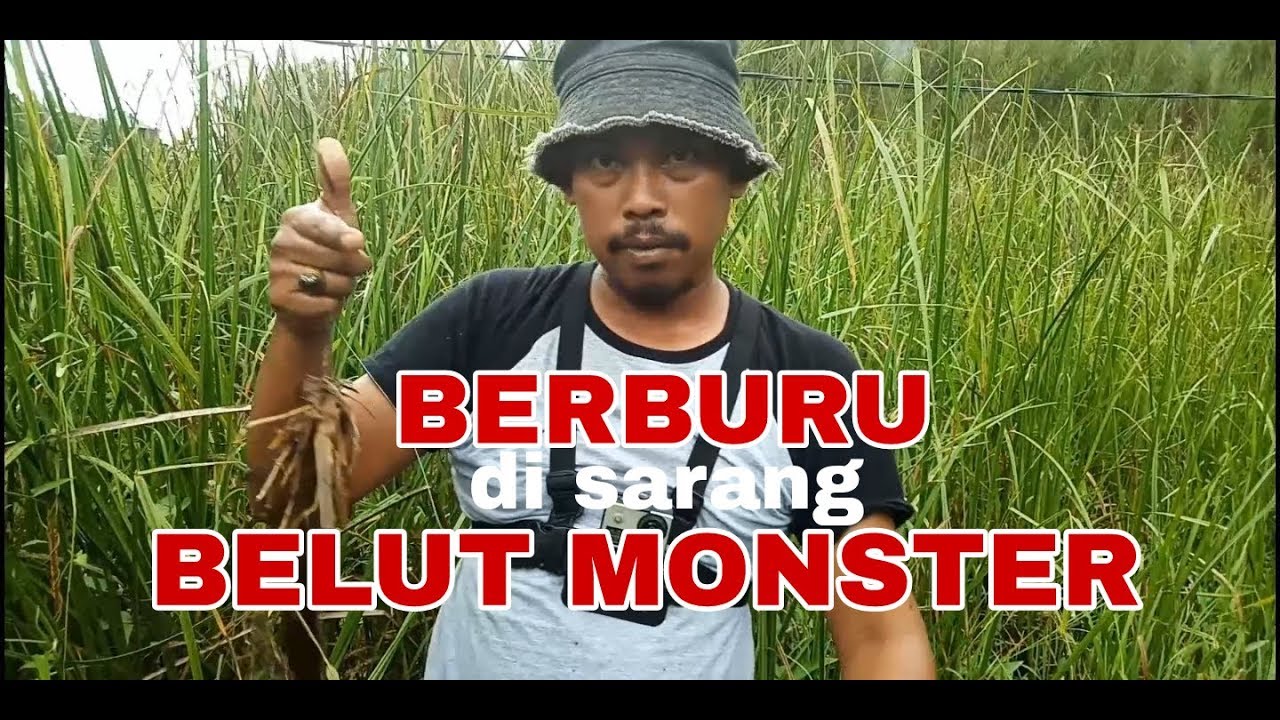 Berburu di Sarang Belut Monster Bersama Balikin Kelor & Erwin Zhablenk