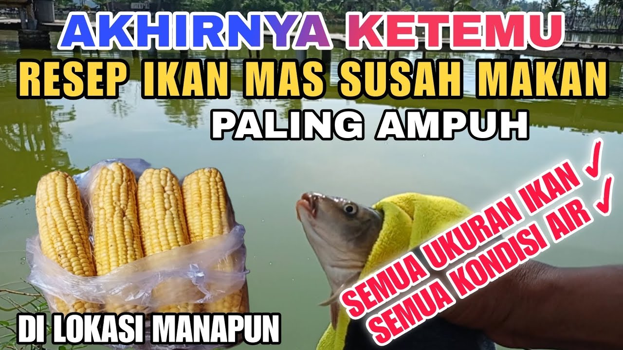( Situ Buer ) BERHASIL ‼️NON ESSEN NEMU RESEP UMPAN IKAN MAS SUSAH MAKAN PALING AMPUH MENGATASI NYA