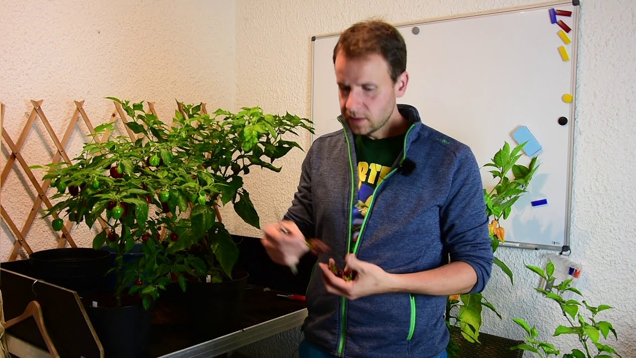 Die Ernte 2018 - Chilis überwintern ja oder nein? - Alles über Chili, Peperoni, Tomate, Paprika #44