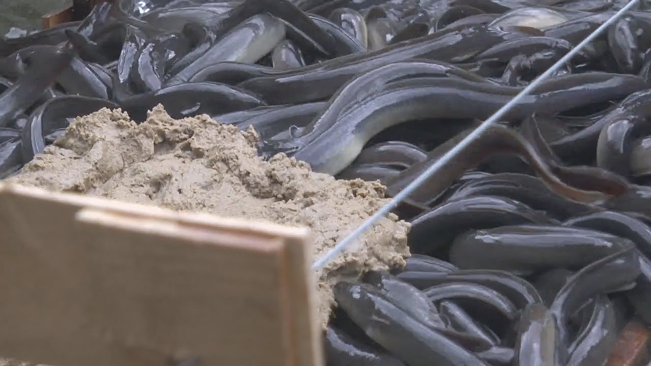 BUDIDAYA SIDAT BANYUWANGI INDONESIA, ウナギの農業