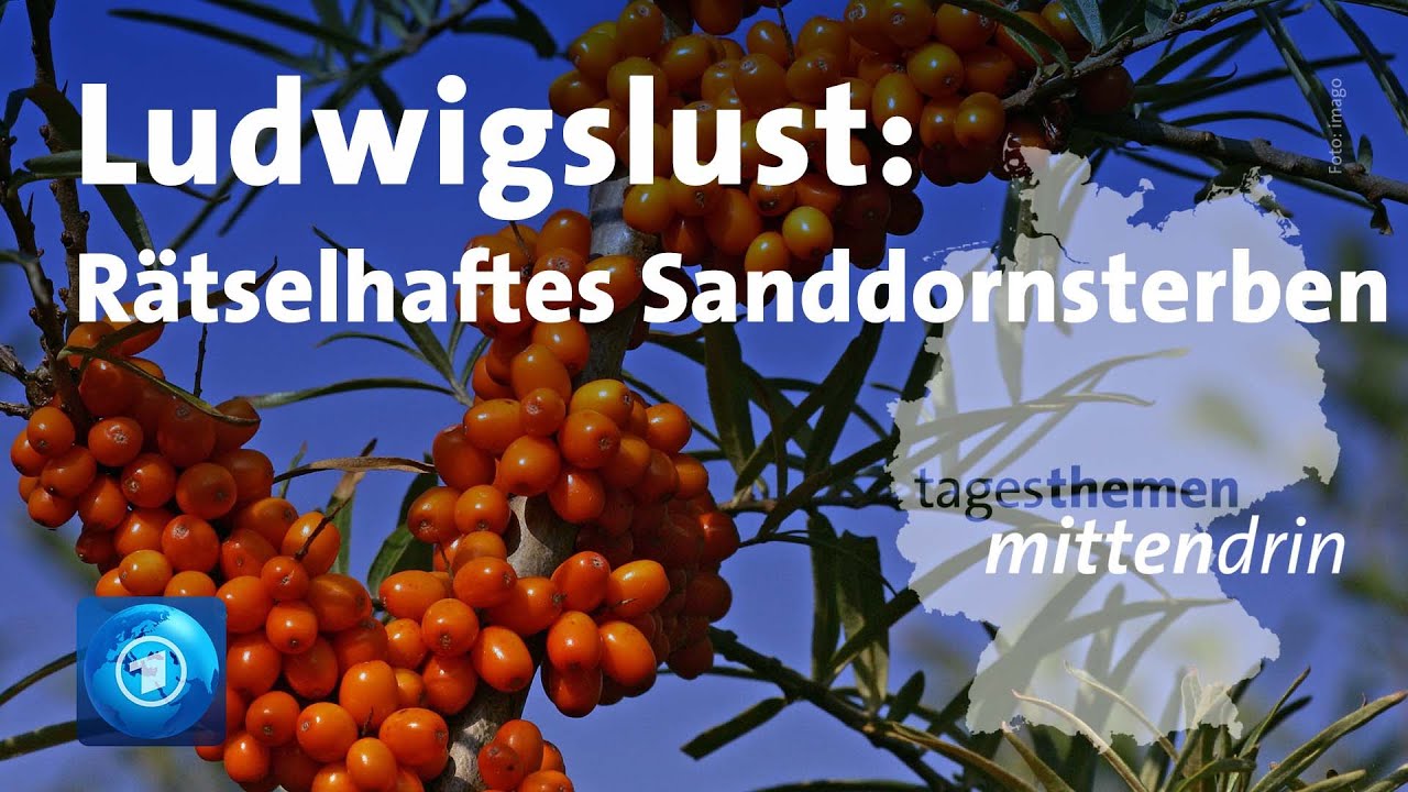 Ludwigslust: Rätselhalftes Sanddornsterben | tagesthemen mittendrin