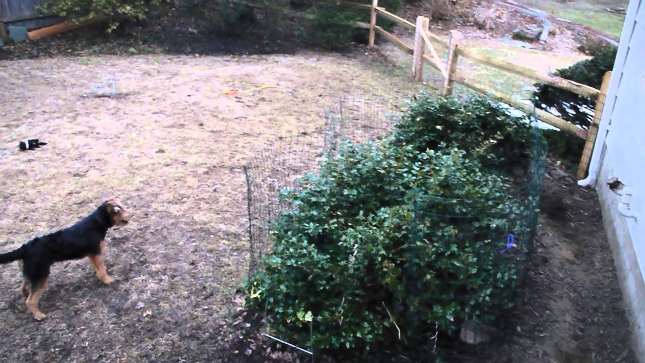 Wire Fox and Welsh Terriers Playing