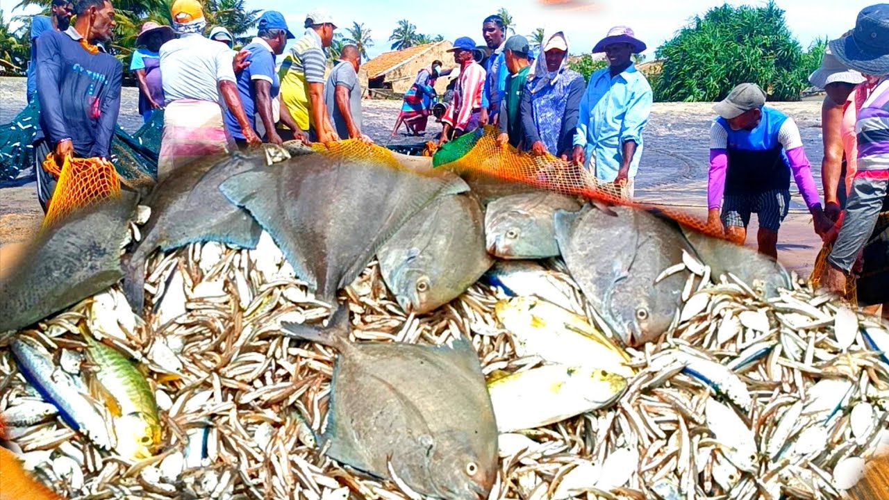 Unbelievable !!! 😱 Amazing seine net fishing video -; million 3k of fishing video in asian Woow😱 