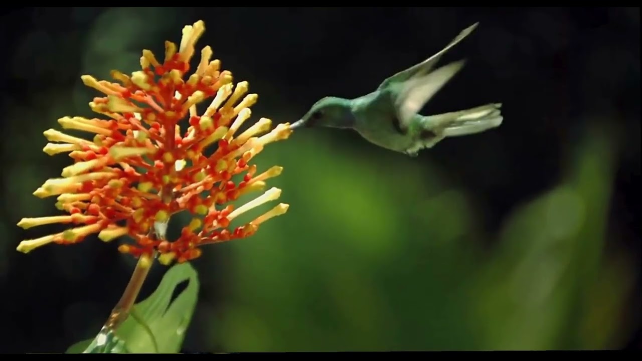 Agents of Pollination fr