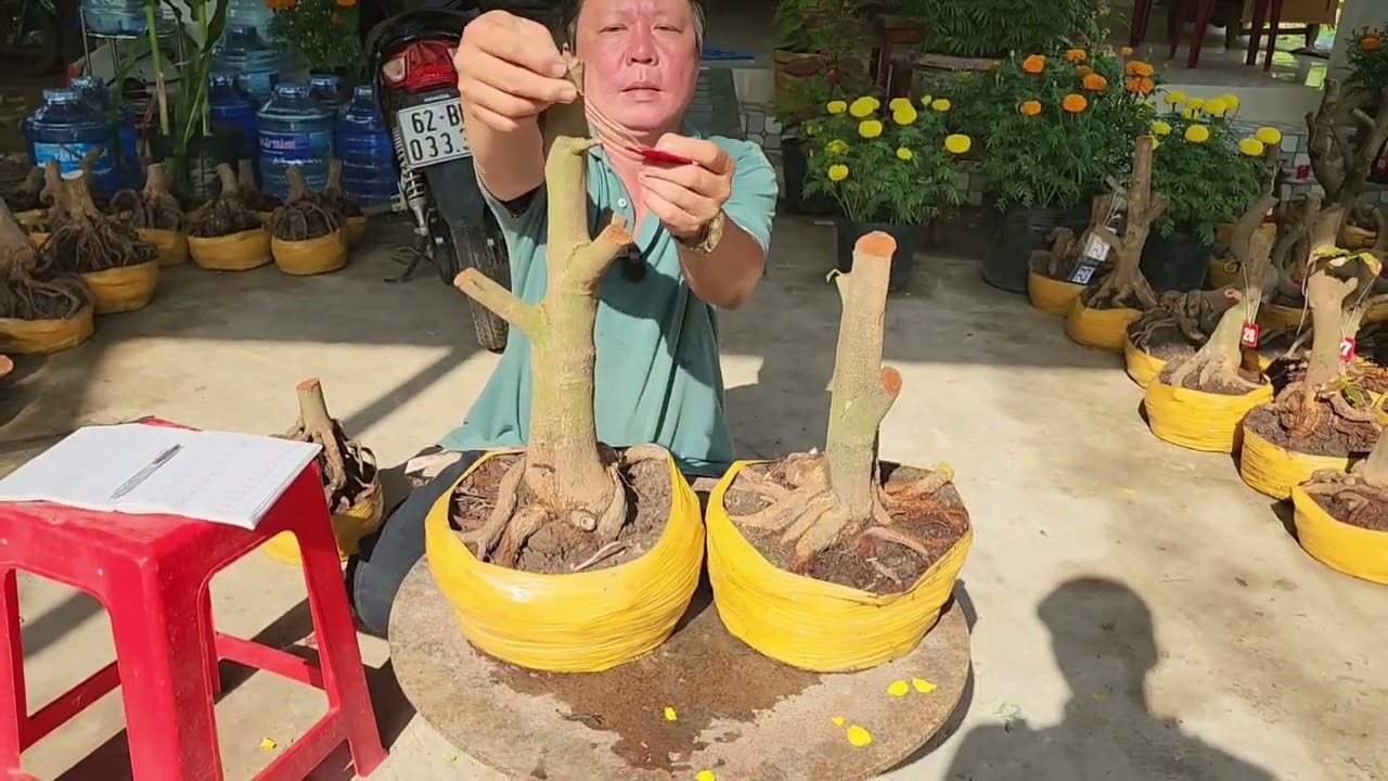 Mùng 6 Tết A Tú 0917771666 phôi mai bonsai đế đẹp giá rẻ 