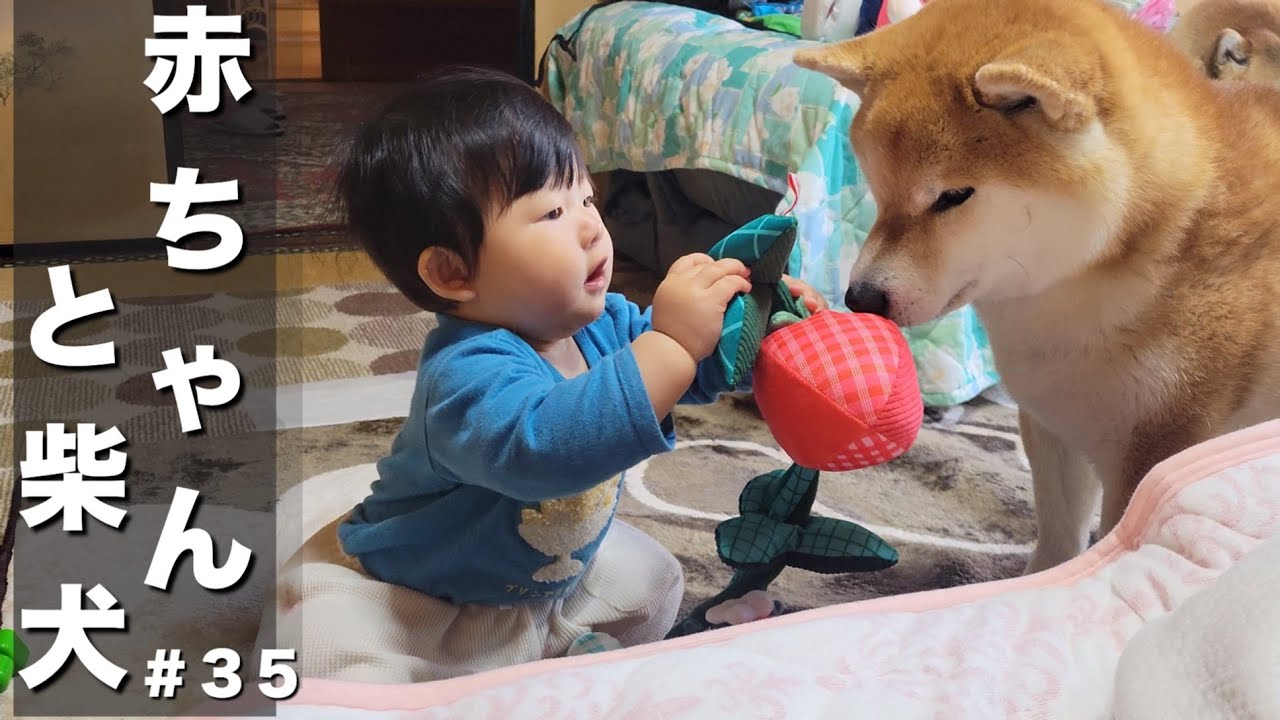 もう片付けを覚えた？１１ヶ月赤ちゃんと、柴犬・豆柴のいる癒し生活