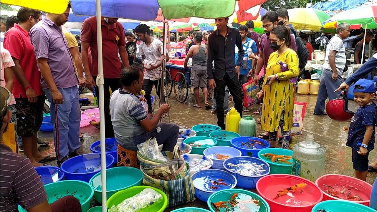 RECENT AQUARIUM FISH PRICE UPDATE| GALIFF STREET FISH MARKET KOLKATA|CHEAP PRICE| VISIT 24JULY 2022