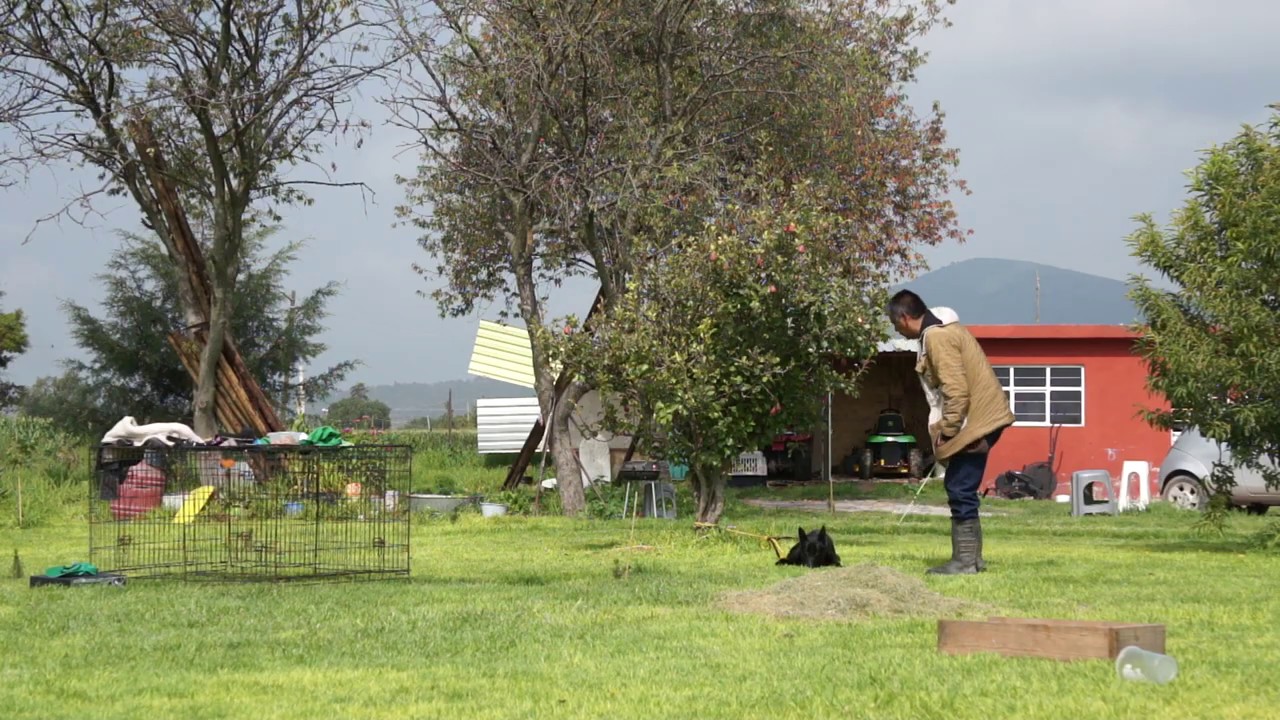 28 Entrenamiento Guardia y protección Pastor Belga Malinois Patron