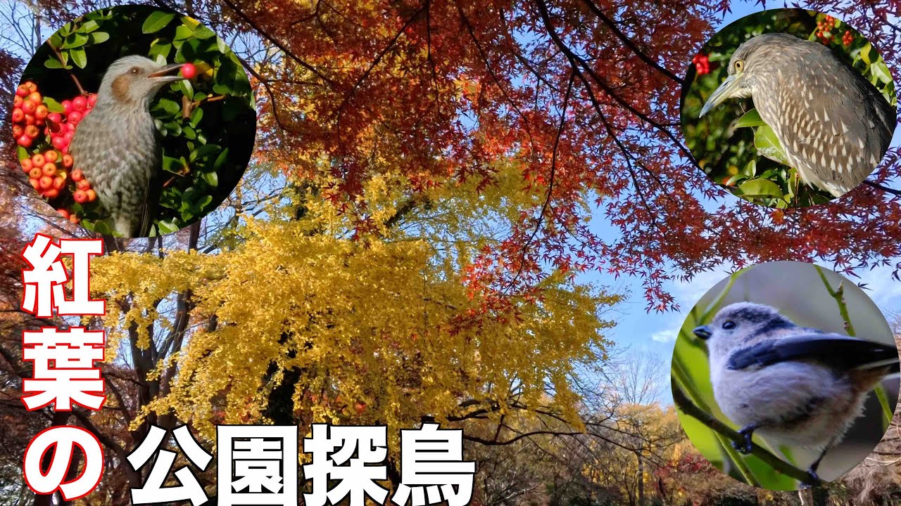 12月4日 紅葉が美しい水元公園で野鳥探鳥