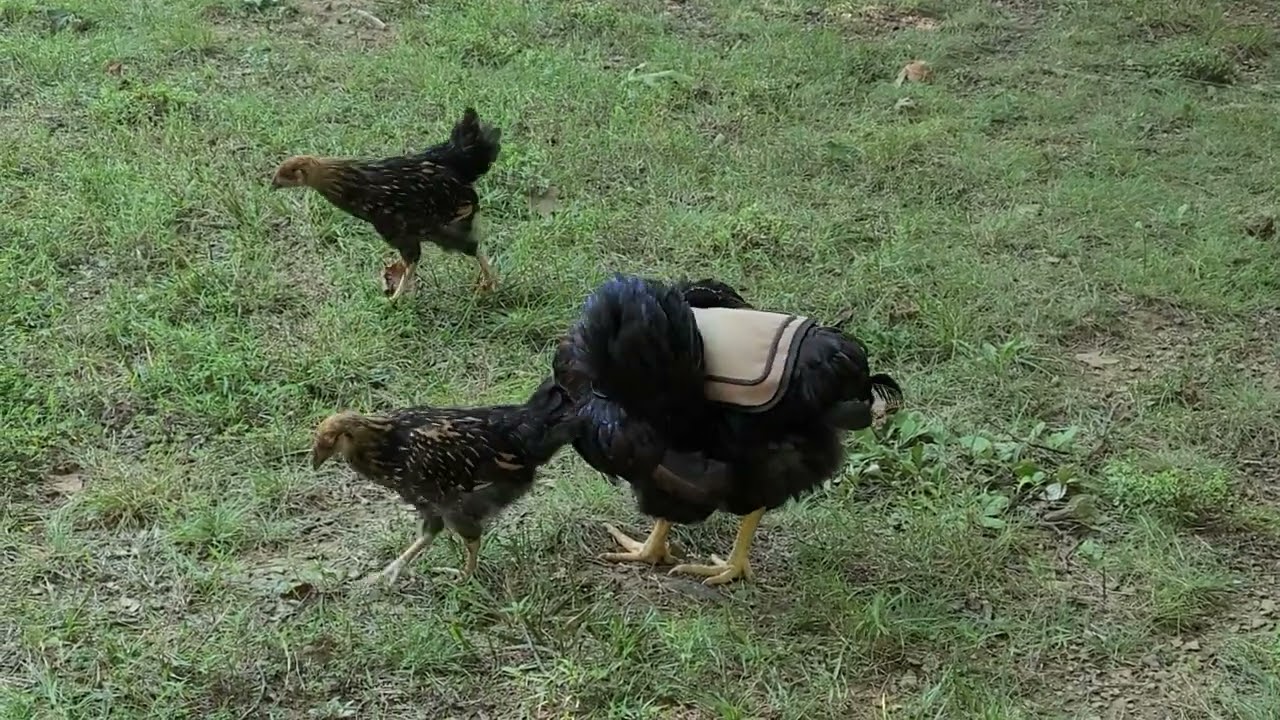 August 05, 2024 Update Chicks, now 8 weeks old!