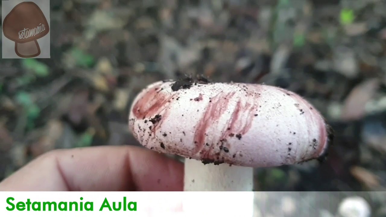 Hygrophorus russula: Conociendo a la Seta Escarlata | Setamania Aula