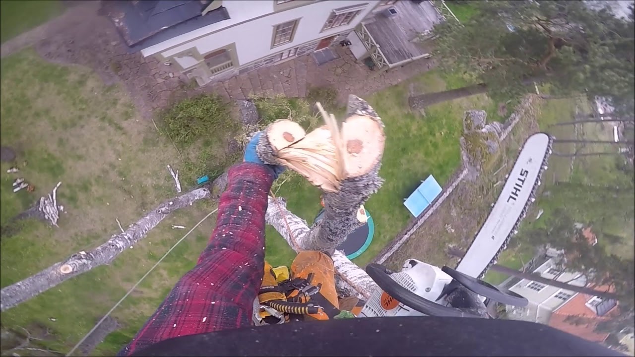 Högdahls Arboristvård Fäller dubbelstammig rotlabil björk