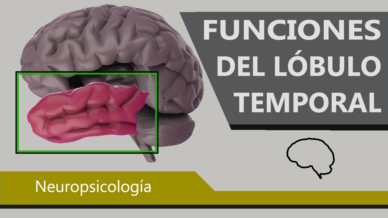 Comportamientos Controlados por el Lóbulo Temporal