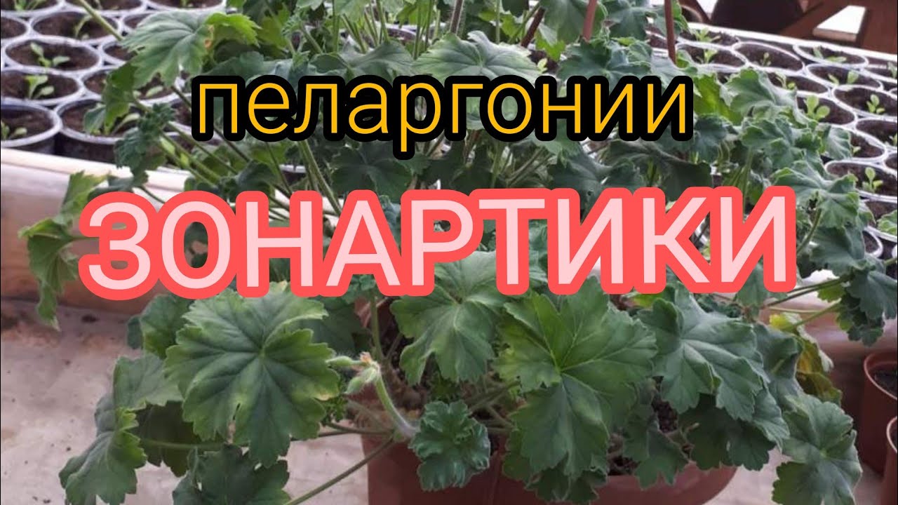 Ещё одна интересная ПЕЛАРГОНИЯ!