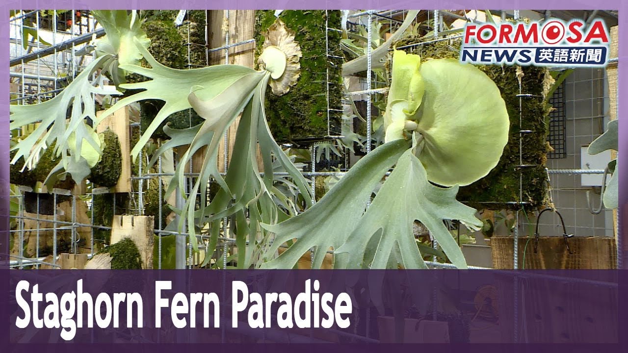 Avid plant dad cultivates staghorn fern paradise in Tamsui